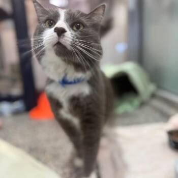 Bruno -  Domestic Medium Hair Cat for Adoption in Fairport, New York - Bruno | PetCurious