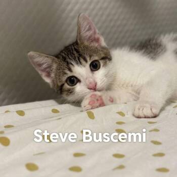 Steve Buscemi..Yes, Those Eyes Are REAL -  Domestic Short Hair Cat for Adoption in Murfreesboro, Tennessee - Steve Buscemi..Yes, Those Eyes Are REAL | PetCurious