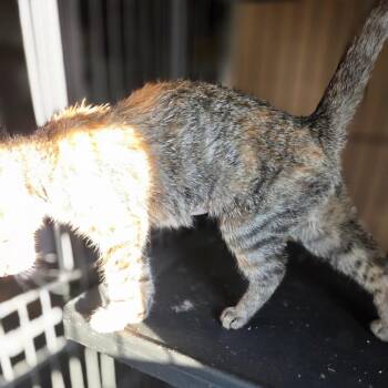 Ginger -  Domestic Short Hair Cat for Adoption in Lexington, Kentucky - Ginger | PetCurious