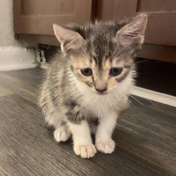 Nazari -  Domestic Short Hair Cat for Adoption in Roswell, Georgia - Nazari | PetCurious