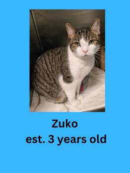 Zuko -  Domestic Short Hair Cat for Adoption in Ravenna, Ohio - Zuko | PetCurious