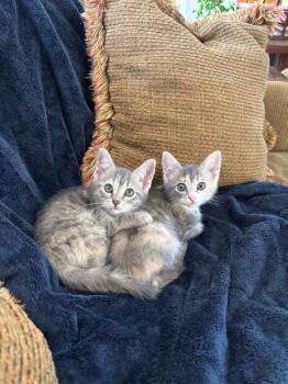 Domestic Short Hair Cats Available for Adoption in Orlando, Florida - Glameow | PetCurious