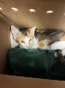 MARSHA -  Domestic Short Hair Cat for Adoption in San Jose, California - MARSHA | PetCurious