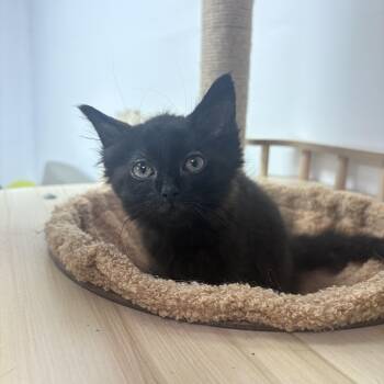Sparkie -  Domestic Short Hair Cat for Adoption in Lake Tapwingo, Missouri - Sparkie | PetCurious