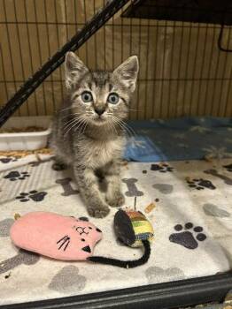 Mitch -  Tabby Cat for Adoption in Orlando, Florida - Mitch | PetCurious