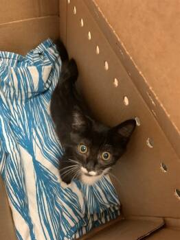 Rescue Domestic Short Hair Cats for Adoption in San Jose, California - A1396441 | PetCurious