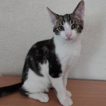 Rescue Domestic Short Hair Cats for Adoption in Lakewood, California - Ozzy | PetCurious