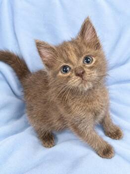 Piston -  Domestic Long Hair Cat for Adoption in Greensboro, North Carolina - Piston | PetCurious