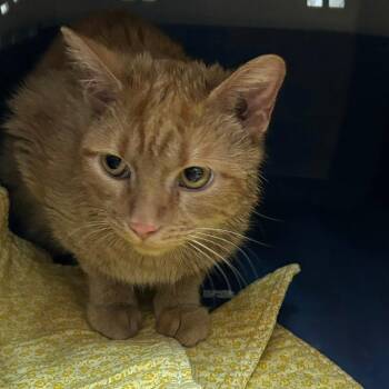 Domestic Short Hair Cats Available for Adoption in Lakewood, Colorado - Amber | PetCurious