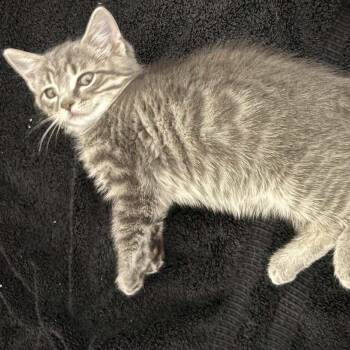 Rescue Domestic Short Hair Cats for Adoption in Winchester, Virginia - Cherish | PetCurious