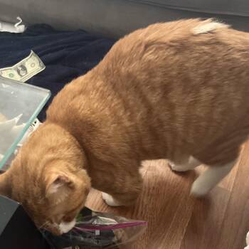 Domestic Short Hair Cats Available for Adoption in Philadelphia, Pennsylvania - Achilles | PetCurious