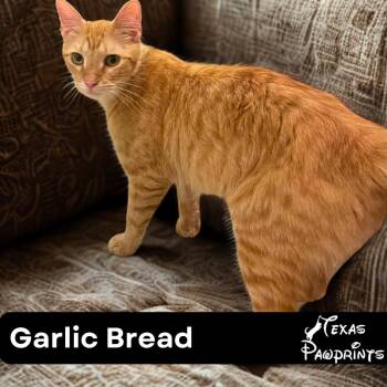 Rescue Tabby Cats for Adoption in Dallas, Texas - Garlic  Bread | PetCurious