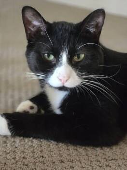 Domestic Short Hair Cats Available for Adoption - Francis | PetCurious