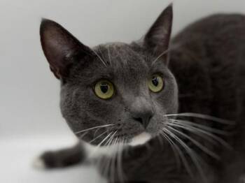 Domestic Short Hair Cats Available for Adoption in Portland, Oregon - Bernie | PetCurious