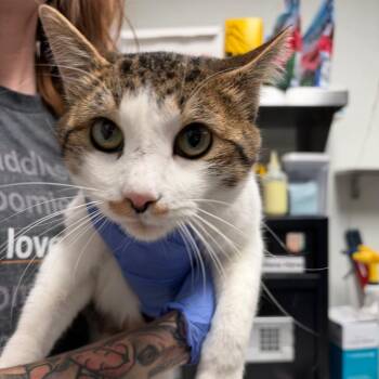 Bluegill -  Domestic Short Hair Cat for Adoption in Salt Lake City, Utah - Bluegill | PetCurious