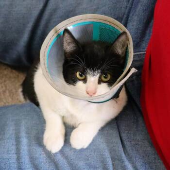 Shyla -  Domestic Short Hair Cat for Adoption in Sarasota, Florida - Shyla | PetCurious