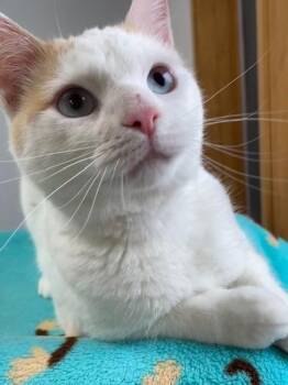 Rescue Siamese Cats for Adoption in Hayward, Wisconsin - Charlie | PetCurious
