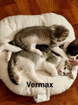 Vermax -  Tabby Cat for Adoption in San Antonio, Texas - Vermax | PetCurious