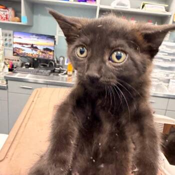 Rubber Duck -  Domestic Short Hair Cat for Adoption in Greensboro, North Carolina - Rubber Duck | PetCurious