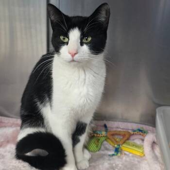 Rescue Domestic Short Hair Cats for Adoption - Judith | PetCurious