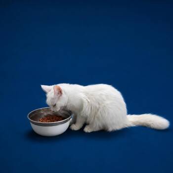 Domestic Short Hair Cats Available for Adoption in Fort Myers, Florida - Neve And Snow | PetCurious