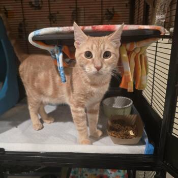 Domestic Short Hair and Tabby Cats Available for Adoption - Ricky | PetCurious
