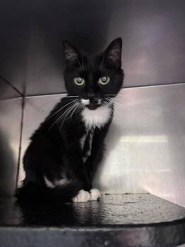 kitkat -  Domestic Short Hair Cat for Adoption in Burgaw, North Carolina - Kitkat | PetCurious