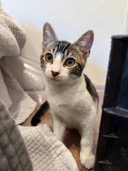 Rescue Domestic Short Hair Cats for Adoption in Bonsall, California - Gobo 4803 | PetCurious