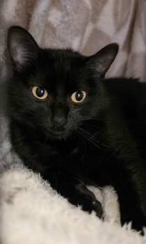Lucky -  Domestic Short Hair Cat for Adoption in Whiting, Indiana - Lucky | PetCurious