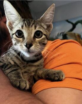 Missy -  Domestic Short Hair Cat for Adoption in Ruskin, Florida - Missy | PetCurious