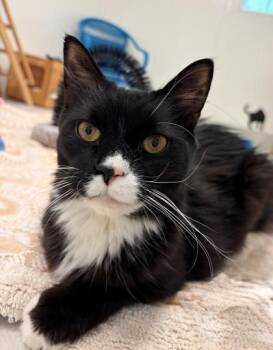 Tuxedo -  Domestic Short Hair Cat Available for Adoption in New Hope, Pennsylvania - Tuxedo | PetCurious
