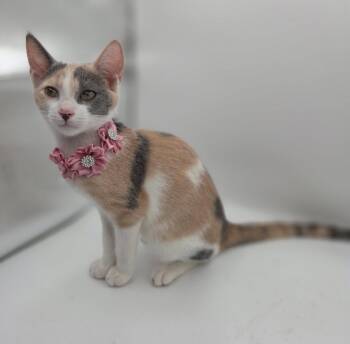 Winnie -  Domestic Short Hair and Calico Cat for Adoption in Magnolia Springs, Alabama - Winnie | PetCurious