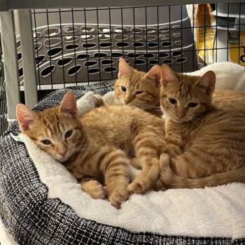 Domestic Short Hair Cats Available for Adoption - Mozzarella | PetCurious