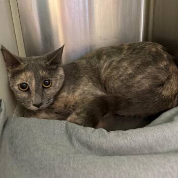 Sandy -  Domestic Short Hair Cat for Adoption in Fairport, New York - Sandy | PetCurious