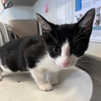 BUCKEYE -  Domestic Short Hair Cat for Adoption in San Antonio, Texas - BUCKEYE | PetCurious