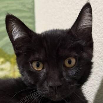 Phantasm -  Domestic Short Hair Cat for Adoption in Pleasanton, California - Phantasm | PetCurious