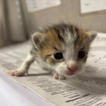 Domestic Short Hair Cats Available for Adoption in Yuma, Arizona - Niles | PetCurious
