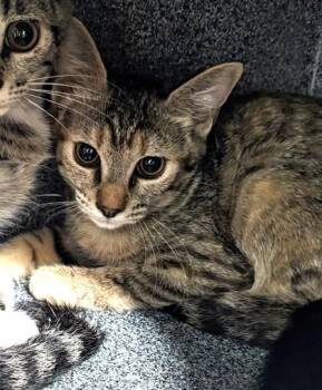 Hatter -  Domestic Short Hair Cat for Adoption in Daytona Beach, Florida - Hatter | PetCurious