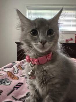 Rescue Domestic Medium Hair Cats for Adoption in Midlothian, Virginia - Georgette | PetCurious