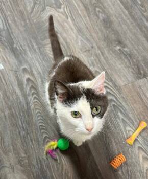 Rescue Domestic Short Hair Cats for Adoption in Rutherfordton, North Carolina - Larissa | PetCurious