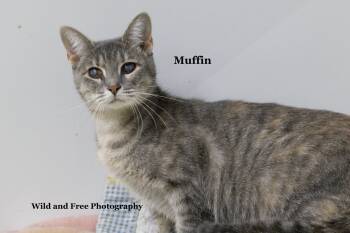 Muffin -  Domestic Short Hair and Tabby Cat for Adoption in Morehead, Kentucky - Muffin | PetCurious
