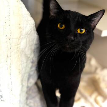 Benito -  Domestic Short Hair Cat for Adoption in Wheeling, Illinois - Benito | PetCurious