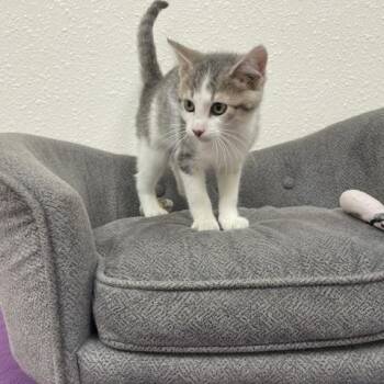 Mr. Pibb -  Domestic Short Hair Cat for Adoption in Red Wing, Minnesota - Mr. Pibb | PetCurious