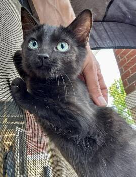 Bean -  Domestic Short Hair Cat for Adoption in Elkins, West Virginia - Bean | PetCurious