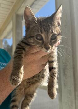 Kash -  Domestic Short Hair Cat for Adoption in Kingsland, Georgia - Kash | PetCurious