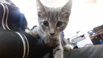 STONE -  Domestic Short Hair Cat for Adoption in Doral, Florida - STONE | PetCurious