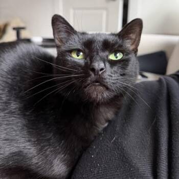 Domestic Short Hair Cats Available for Adoption in Atlanta, Georgia - Midnight Brownie-Bite | PetCurious
