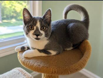 Velcro MD -  Domestic Short Hair Cat for Adoption - Velcro MD | PetCurious