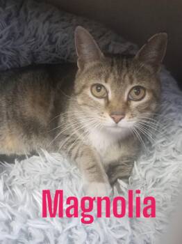 Magnolia -  Domestic Short Hair Cat Available for Adoption in Barton, Vermont - Magnolia | PetCurious