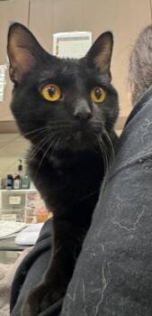 Shadow Lee -  Domestic Short Hair Cat for Adoption in Fishers, Indiana - Shadow Lee | PetCurious